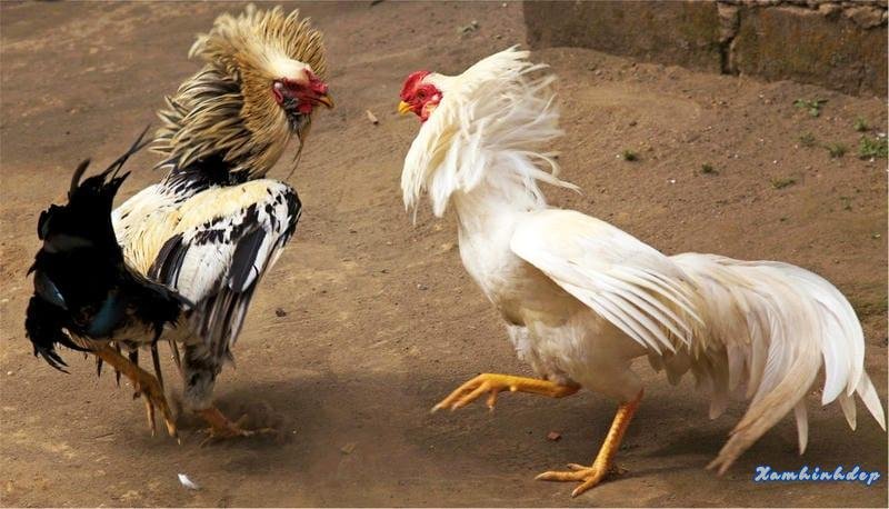 Các loại hình đá gà phổ biến tại sảnh cược