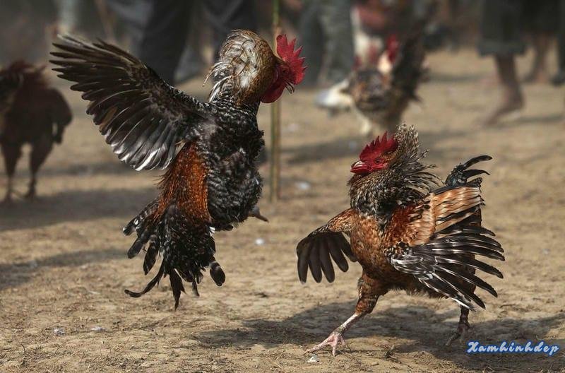 Hệ thống kèo cược minh bạch và tỷ lệ thưởng lớn