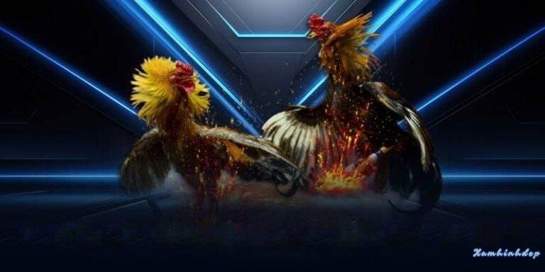 Đá gà cm88 – Trải nghiệm cá cược gà trực tuyến đỉnh cao