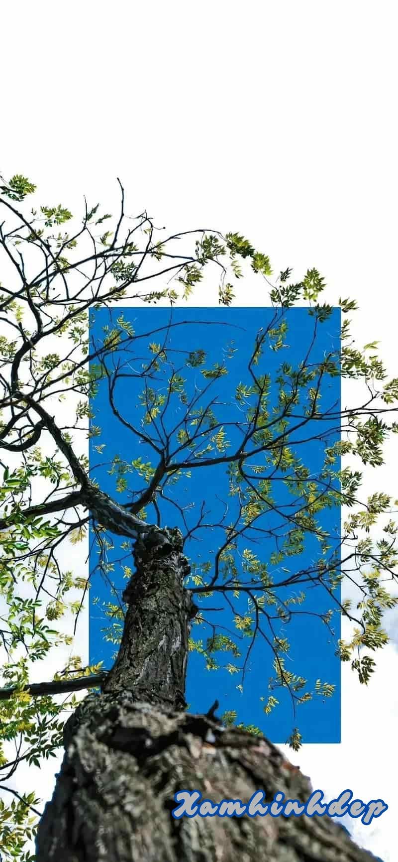Album hình nền đơn giản miễn phí