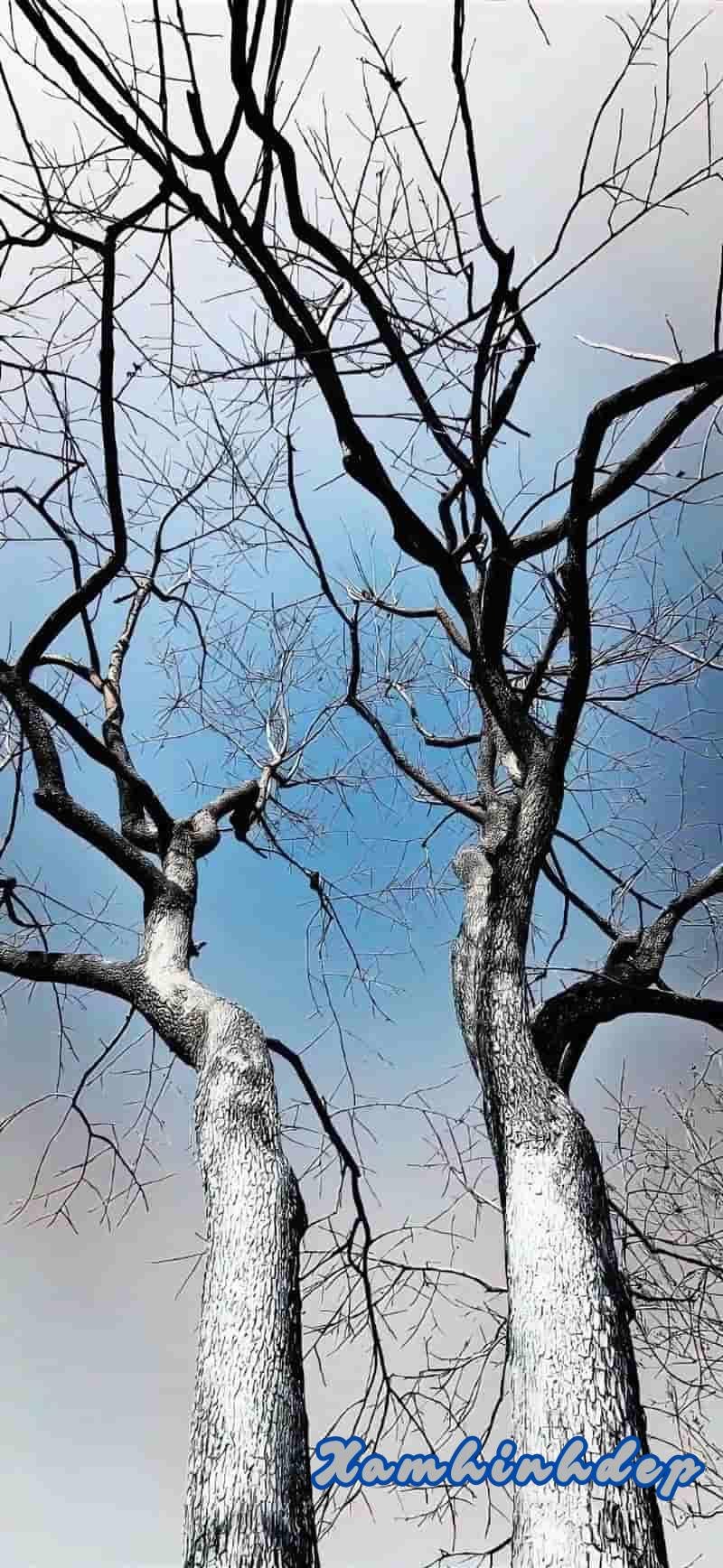 Album hình nền ip 14 miễn phí