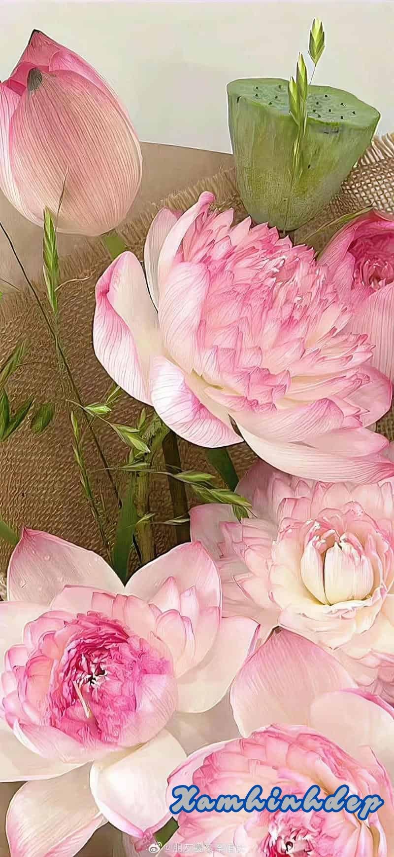 Ảnh hình nền hồng cuốn hút