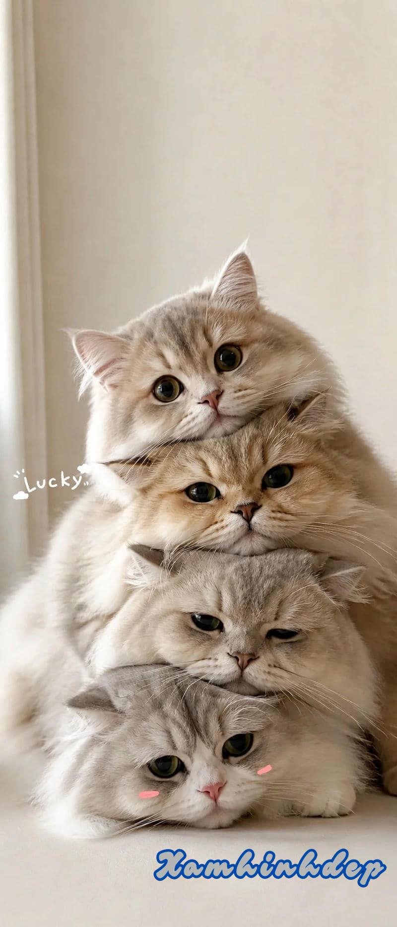 Ảnh hình nền mèo cuốn hút