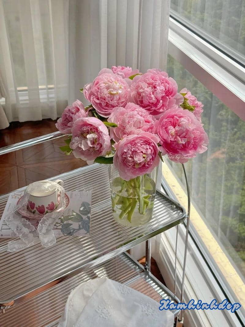 Bộ hình nền hoa mẫu đơn mới chất lượng cao