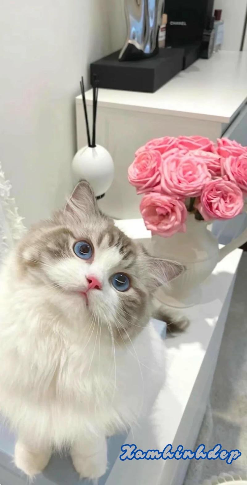 Bộ hình nền mèo độc đáo