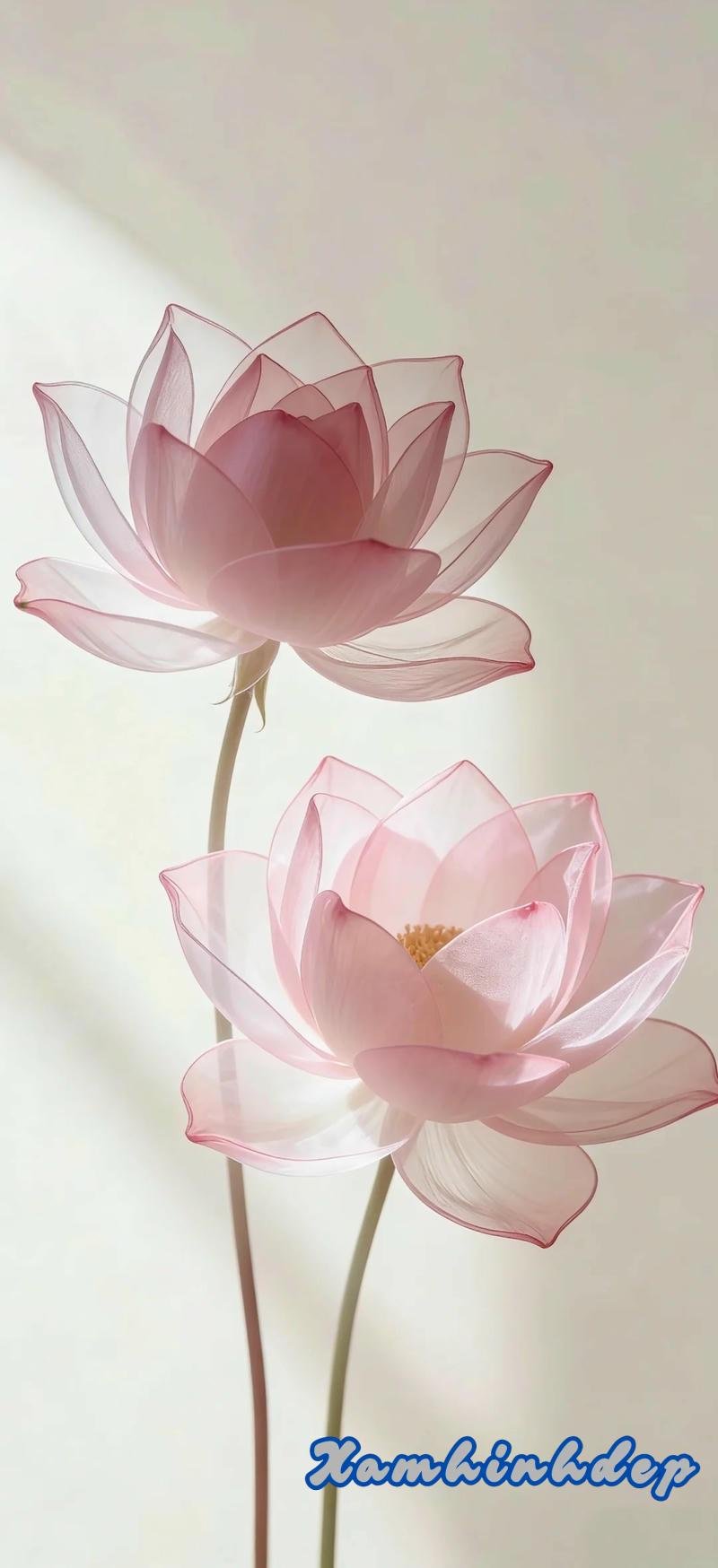 Bộ sưu tập hình nền hoa trend nhất