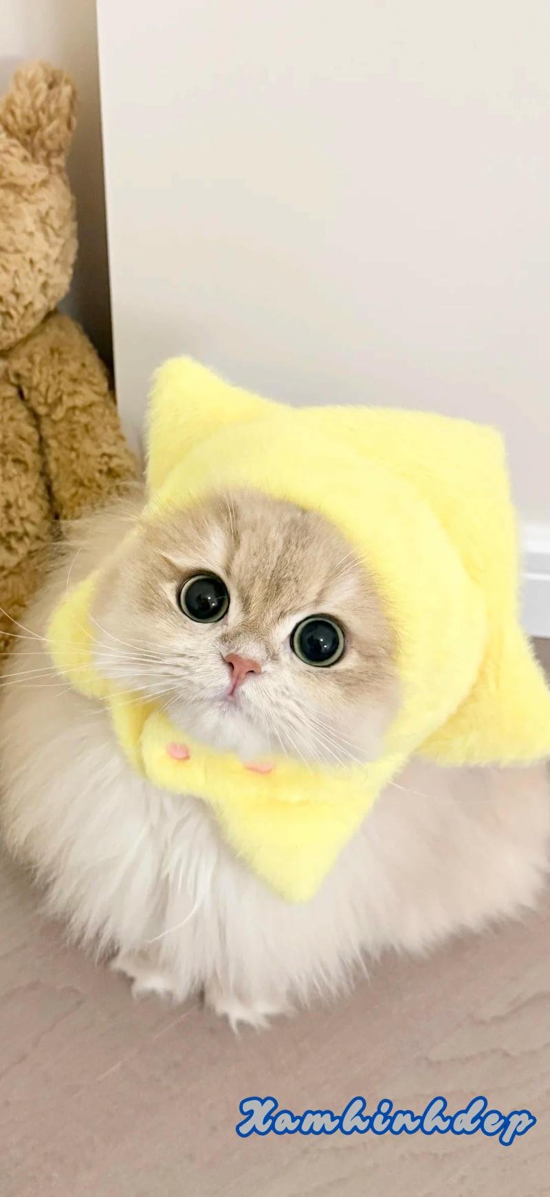 Bộ sưu tập hình nền mèo chất lượng nhất