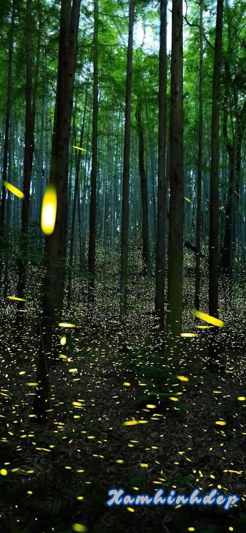 Khám phá hình nền đom đóm sắc nét