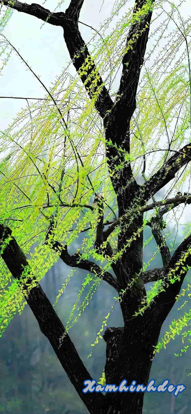 Khám phá hình nền ip 12 thu hút