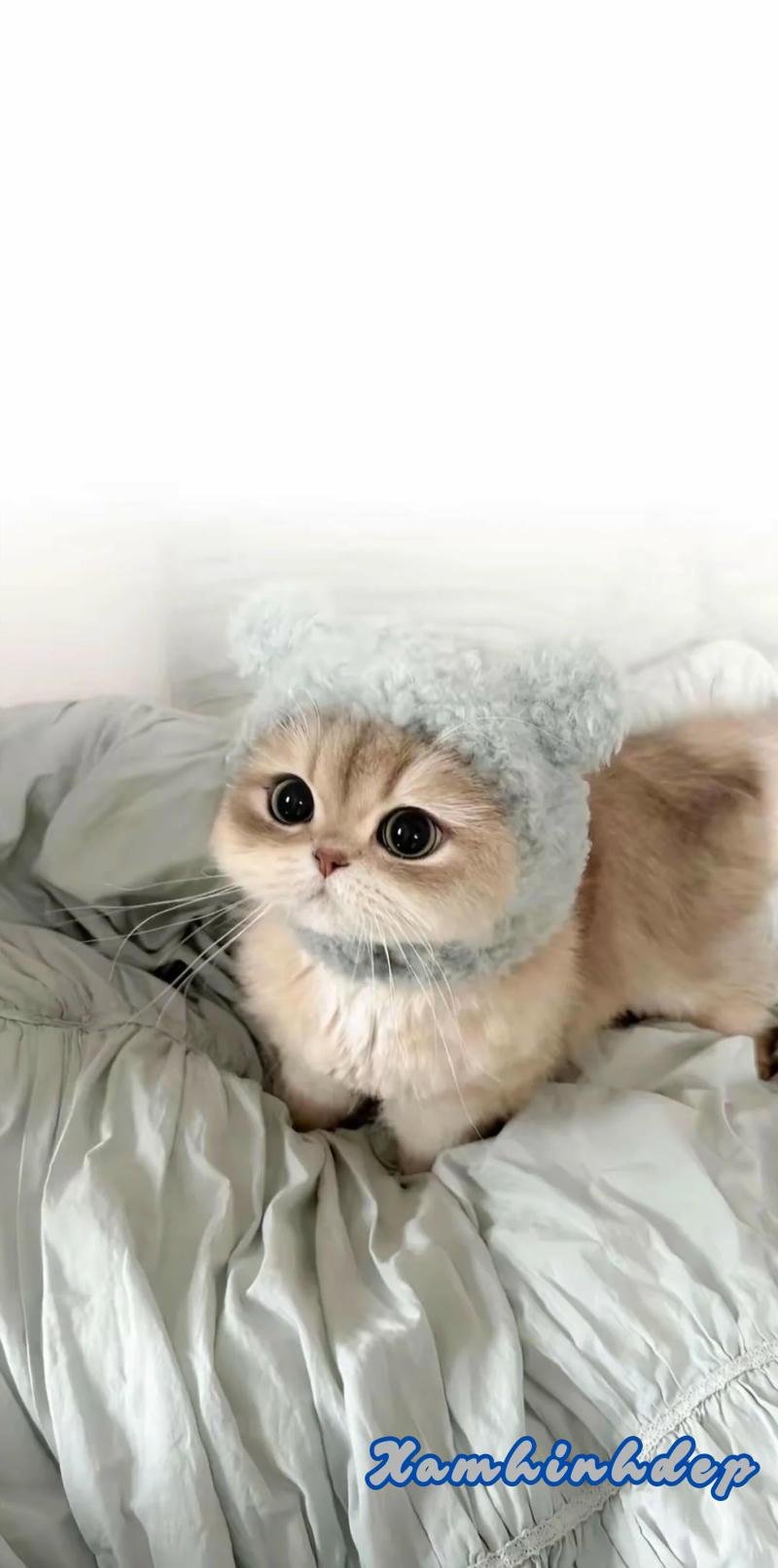 Loạt hình nền mèo đẹp