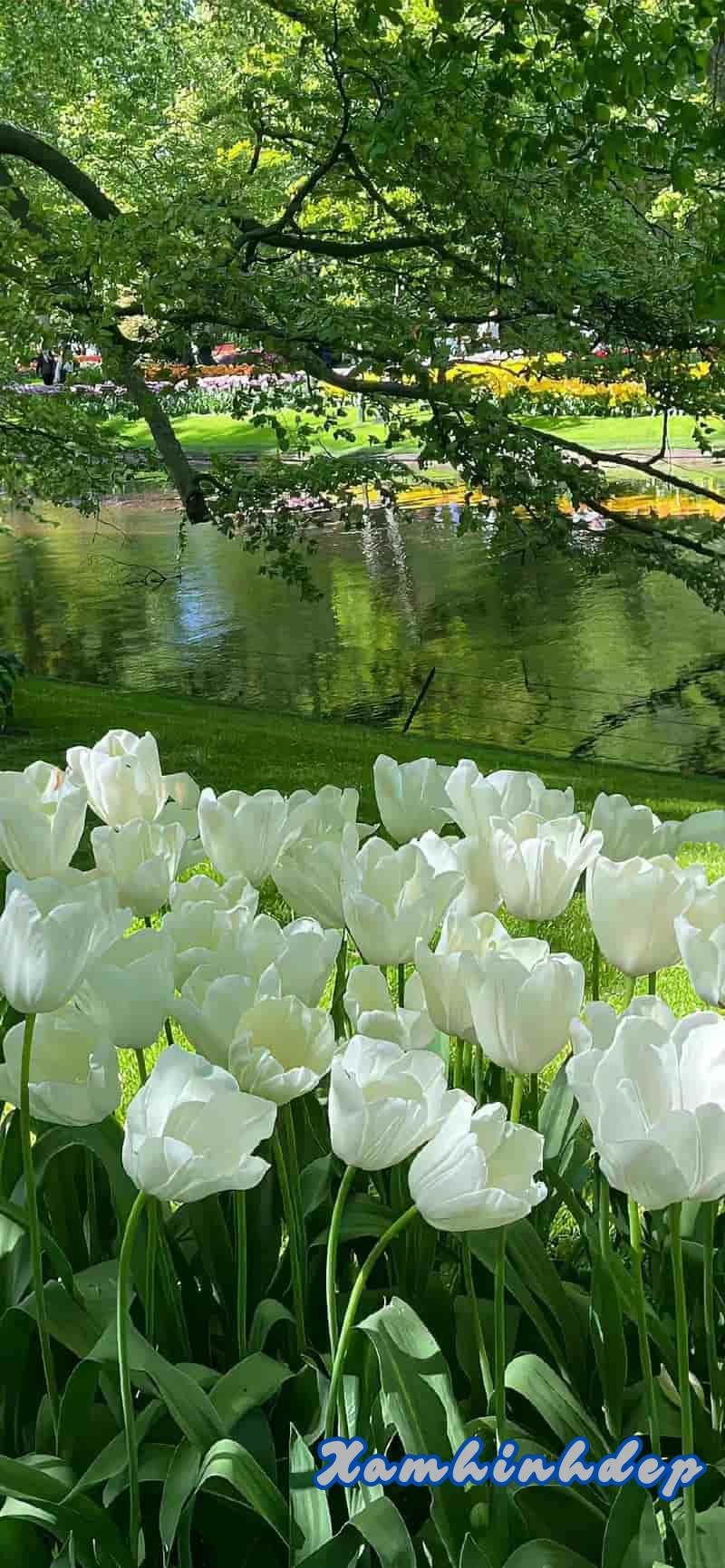 Ngắm bộ hình nền hoa mới chất lượng cao