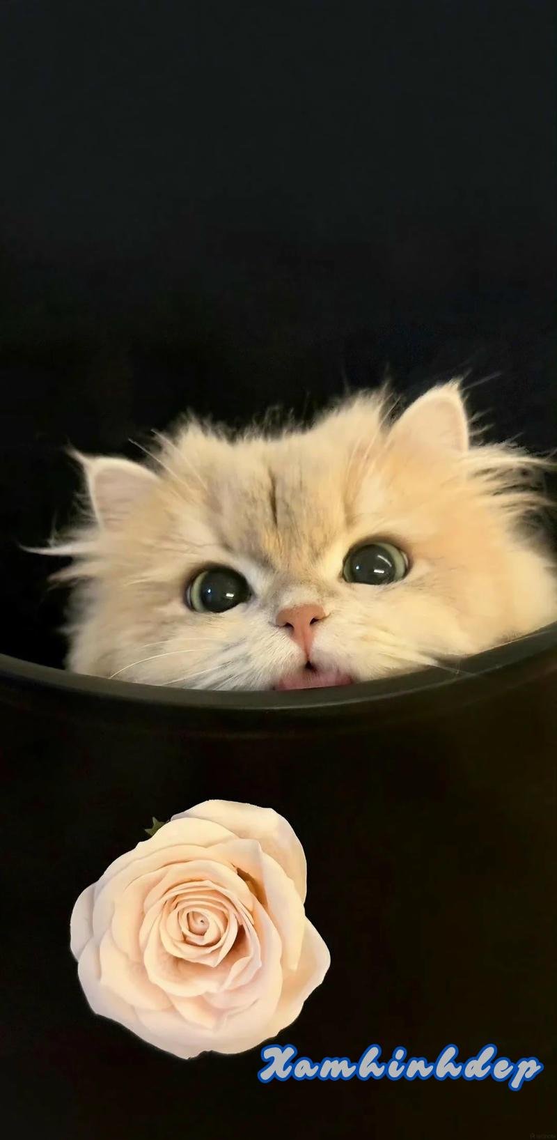 Ngắm hình nền dễ thương mới