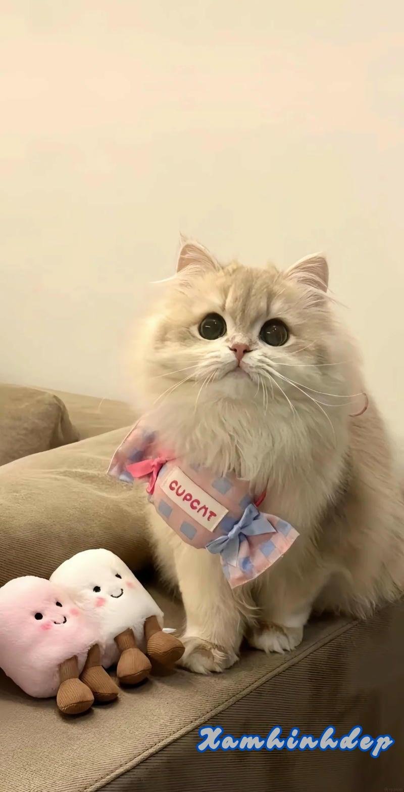 Ngắm hình nền mèo mới