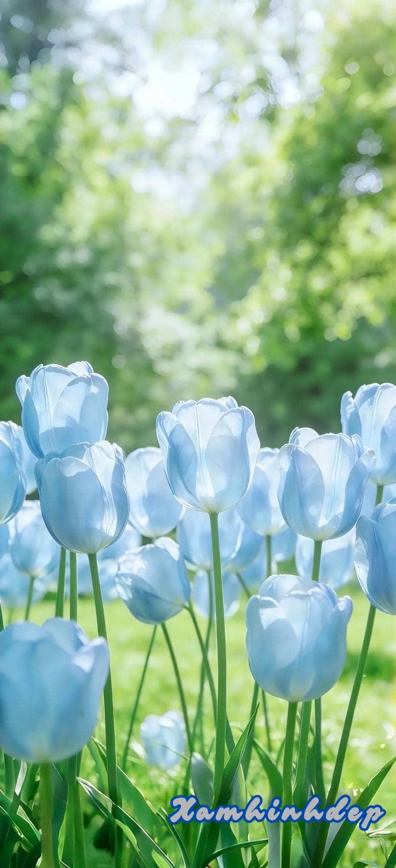 Tải về hình nền hoa mới