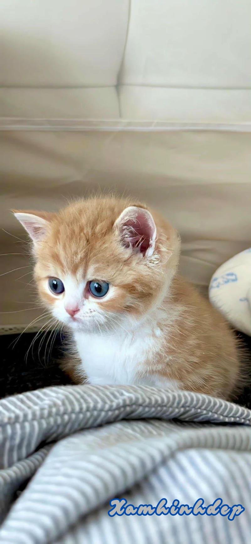 Tuyển chọn hình nền mèo chất lượng nhất