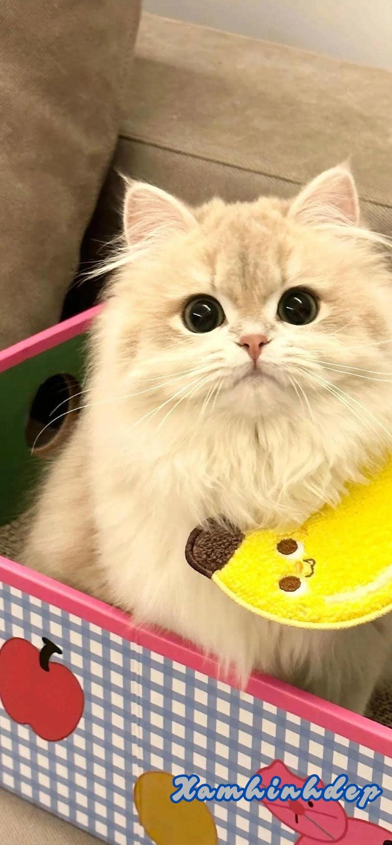Xem hình nền mèo mới nhất