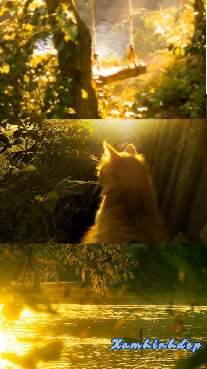 ảnh nền vàng siêu chill