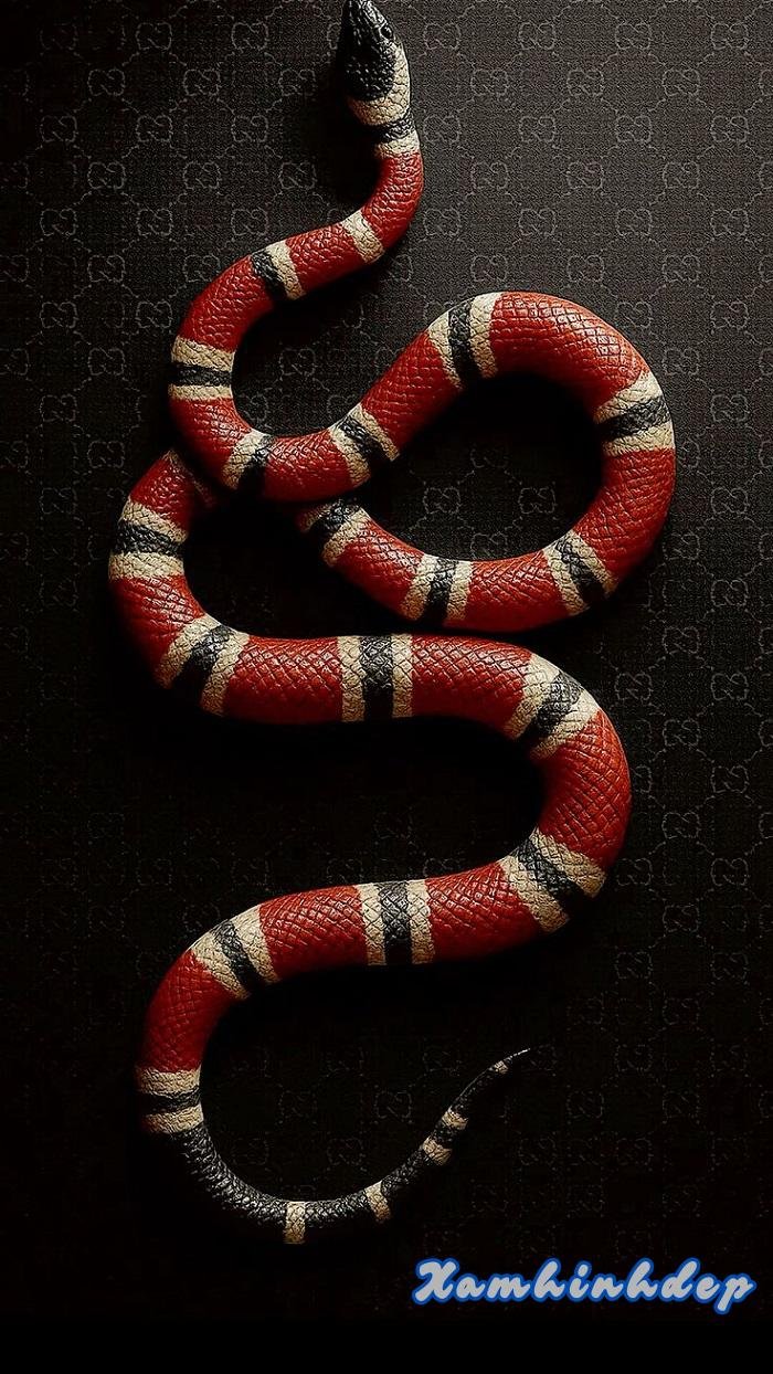 hình nền gucci đẹp sang hd